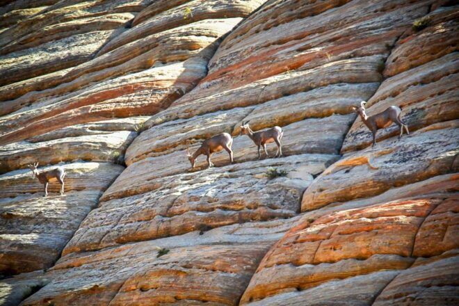 From Las Vegas: VIP Small-Group Zion National Park Adventure - Customer Reviews and Ratings