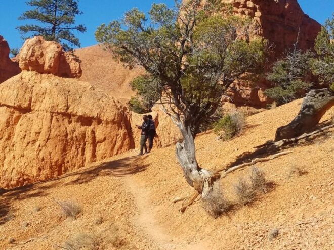 From Las Vegas: Zion and Bryce Canyon Guided Day Tour - Zion National Park
