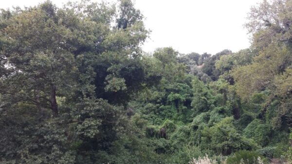 From Lasithi Area: Richtis Gorge Experience - Activities and Highlights Along Richtis Gorge