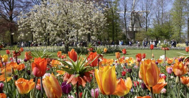 From Leiden Central: Keukenhof Ticket & Public Bus Transfer - Directions