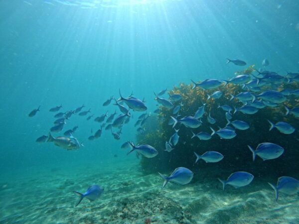 From Leigh: Goat Island Try Scuba Diving Experience - Directions to Goat Island Dive and Snorkel Centre