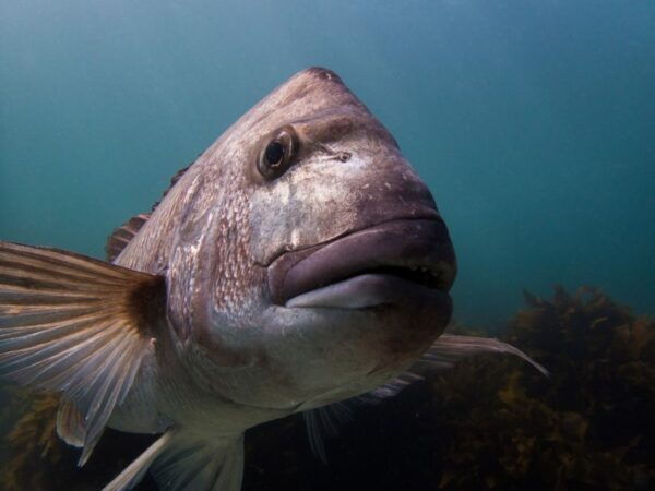From Leigh: Goat Island Try Scuba Diving Experience - Common Questions