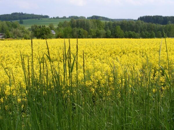 From Leipzig: Day Tour to the Green Belt - Walking Along the Peaceful Green Belt Near Sachsgrün