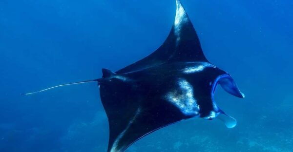 From Lembongan: Full Day Private Boat Snorkeling Nusa Penida - Customer Experiences