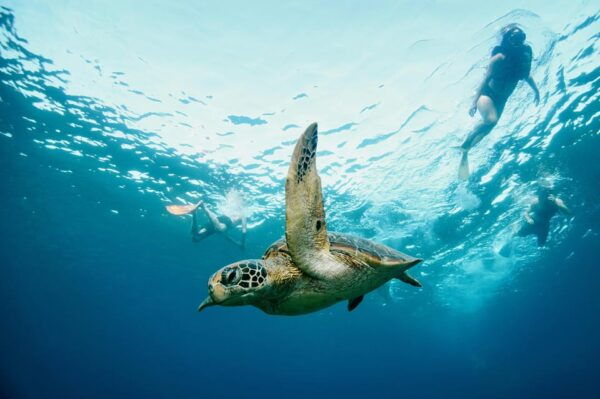 From Lembongan: Full Day Private Boat Snorkeling Nusa Penida - Tips for Your Trip