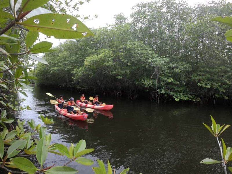 From Lembongan: Kayak/Paddleboard/Boat Mangrove Tour - Introduction to the Experience