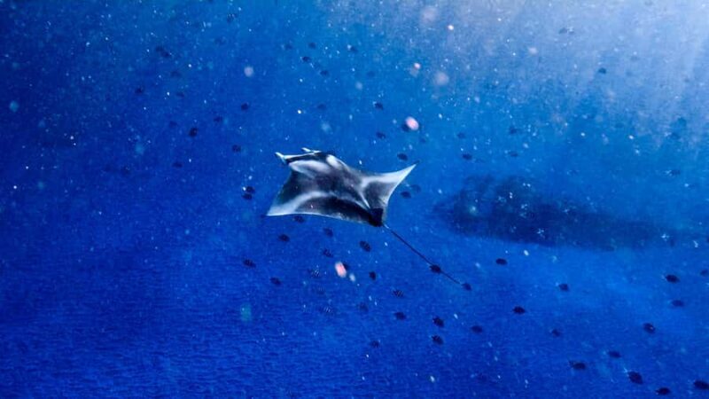 From Lembongan: Manta Point Snorkeling & West Penida Tour - Good To Know