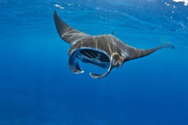 From Lembongan: Manta Point Snorkeling & West Penida Tour - Transportation & Group Size