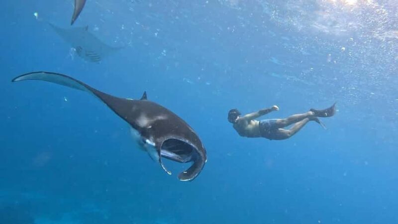 From Lembongan: Nusa Penida Private Snorkeling Tour - Who Should Consider This Tour?