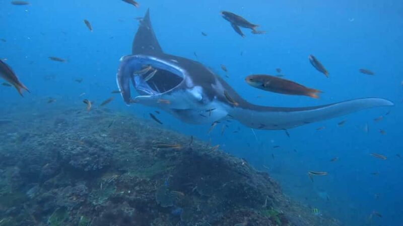 From Lembongan: Nusa Penida Private Snorkeling & West Tour - The Experience in Detail