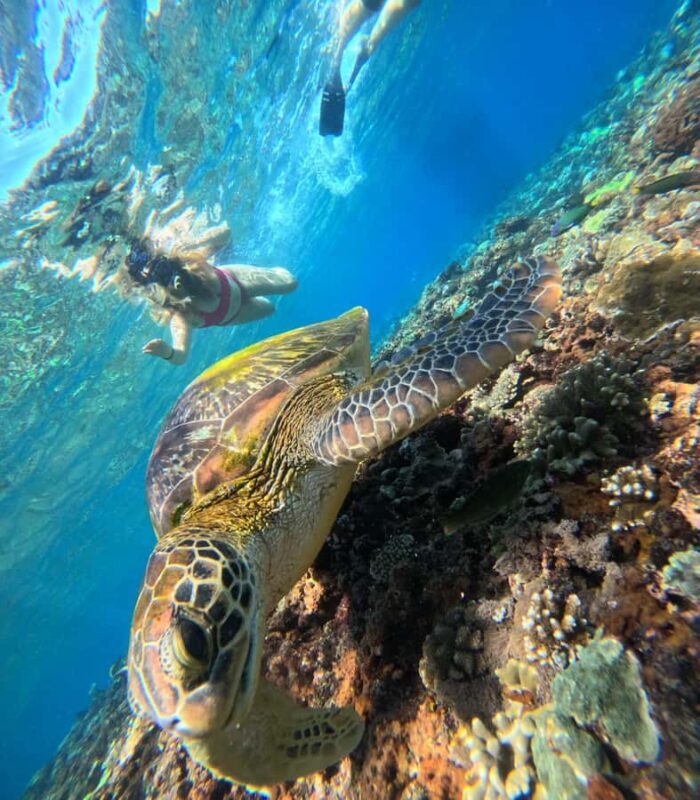 From Lembongan: Nusa Penida Private Snorkeling & West Tour - The Value and Price