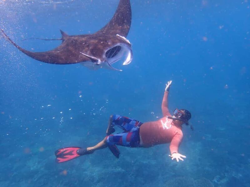 From Lembongan/Penida: Manta Point Private Snorkeling Tour - The Sum Up