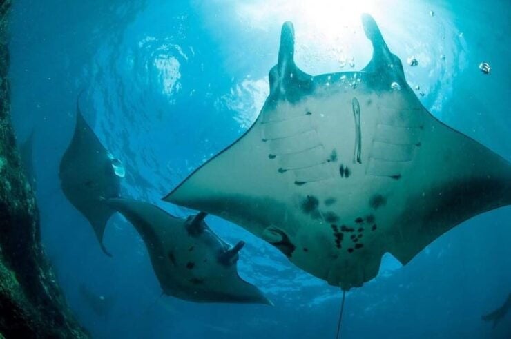 From Lembongan: Private Boat Snorkeling 4 Spots Nusa Penida - Itinerary and Activities