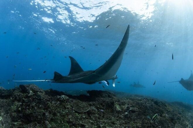 From Lembongan: Private Boat Snorkeling 4 Spots Nusa Penida - Inclusions and Exclusions