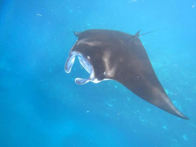 From Lembongan: Snorkeling 3 Spots, Mangrove and Land Tour - Good To Know