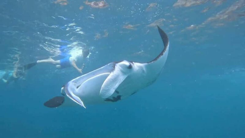 From Lembongan: Snorkeling 3 Spots, Mangrove and Land Tour - An In-Depth Look at the Tour