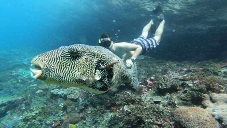From Lembongan: Snorkeling at Manta Bay, Gamat and Crystal - Activity Details
