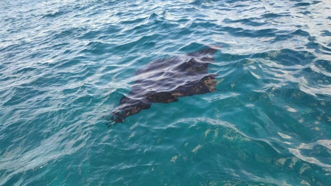 From Lembongan: Snorkeling at Manta Bay, Gamat and Crystal - Reviews