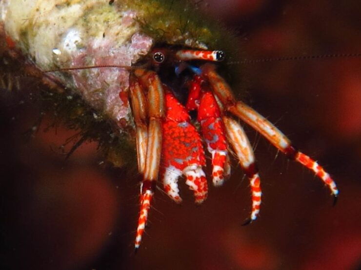 From Lerici: Scuba Diving Lessons and Dive in Portovenere - Full Description