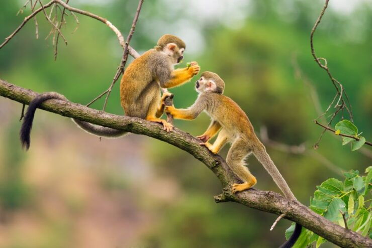 From Leticia: Amazon & Tarapoto Lake Private Overnight Tour - Experience Highlights
