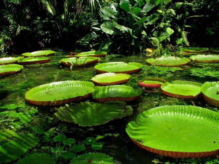 From Leticia: Wild Amazonas Adventure 4-Day Tour - Experience Highlights in the Amazonas