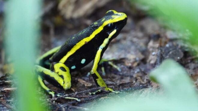 From Leticia: Wild Amazonas Adventure 4-Day Tour - Activity Recommendations and Details