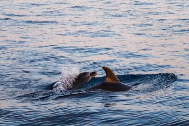 From Levanto: Cinque Terre and Porto Venere Day Tour - Inclusions