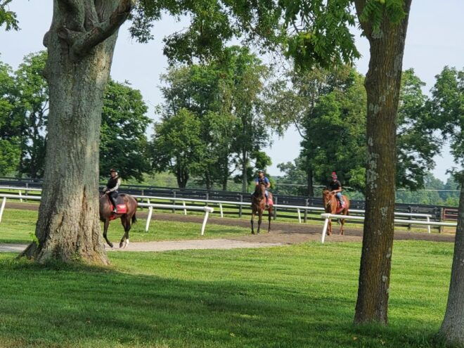 From Lexington: Kentucky Horse Farms Tour - Customer Reviews