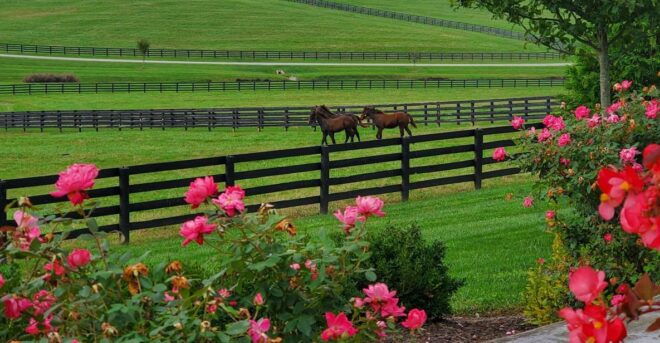From Lexington: Kentucky Horse Farms Tour - Farm Visits