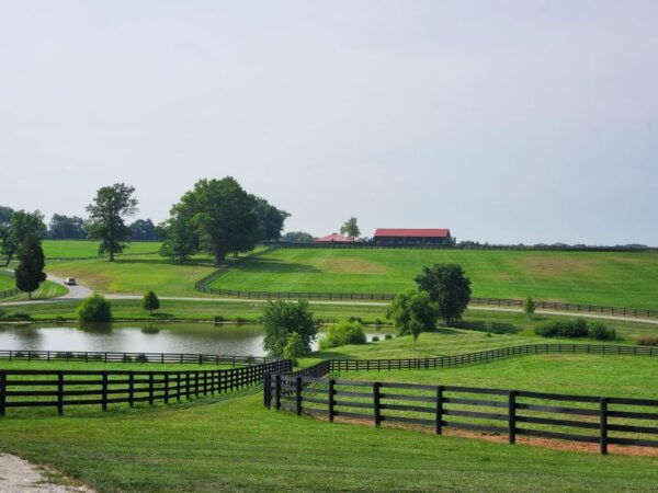 From Lexington: Kentucky Horse Farms Tour - The Sum Up