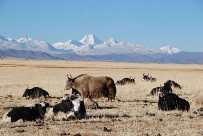 From Lhasa: 14-Day Tour With 3-Day Trek Around Mount Everest - Common Questions