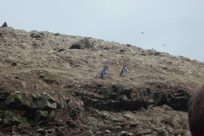 From Lima: Ballestas, Nazca Lines & Huacachina Oasis - The Sum Up