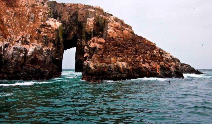 From Lima: Palomino Islands - Experience Highlights