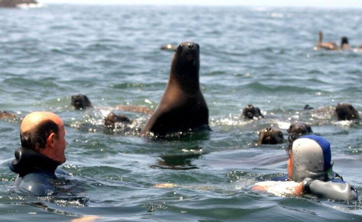 From Lima: Tour Palomino Islands - Callao Bay Half Day - Experience Highlights