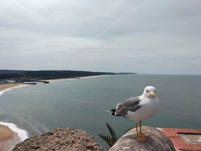 From Lisbon: Half-Day Private Eco-Tour to Nazaré by SUV - Sustainability Efforts