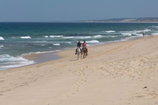 From Lisbon: Horseback Riding on Comporta Beach - Highlights