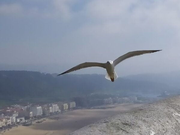 From Lisbon: Private Óbidos and Nazaré Tour - Common Questions