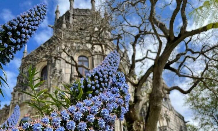 From Lisbon: Sintra, Pena Palace and Regaleira Day Trip - Authentic Insights from Travelers