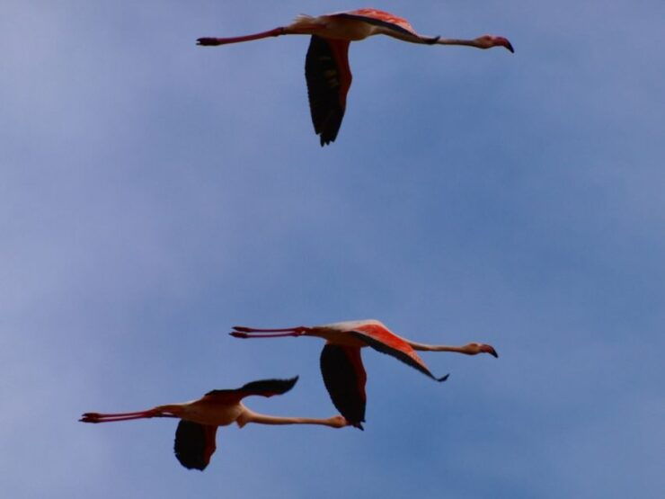 From Lisbon to Arrábida: Hidden Treasures & Blue Coast - Inclusions and Program Details