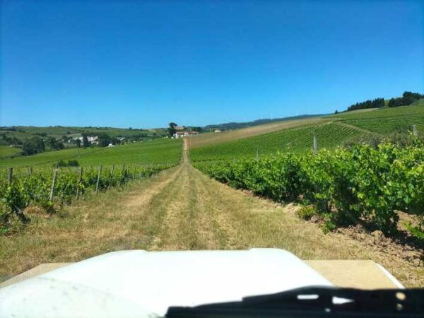 From Lisbon: Top Winery Visit, Tastings & 4WD Vineyards Tour - Reservation and Cancellation