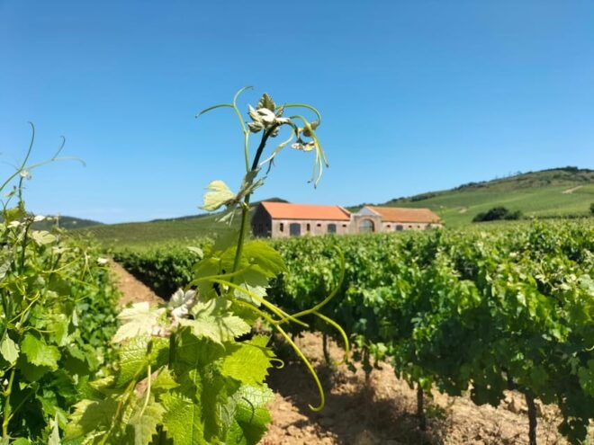 From Lisbon: Tour to Óbidos, Mafra & 3 Wineries 15 Tastings - Free Cancellation and Refund