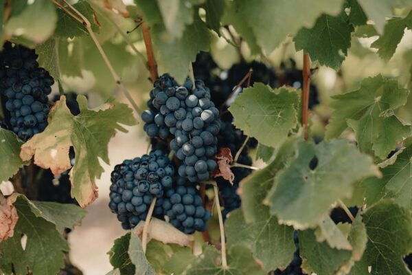 From Lisbon: Tour to Óbidos, Mafra & 3 Wineries 15 Tastings - Wheelchair Accessibility