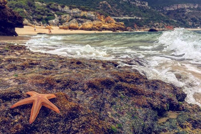 From Lisbon:Arrabida Private Jeep Tour 4X4 to the Most Beautiful Beach of Europe - Tour Overview and Highlights