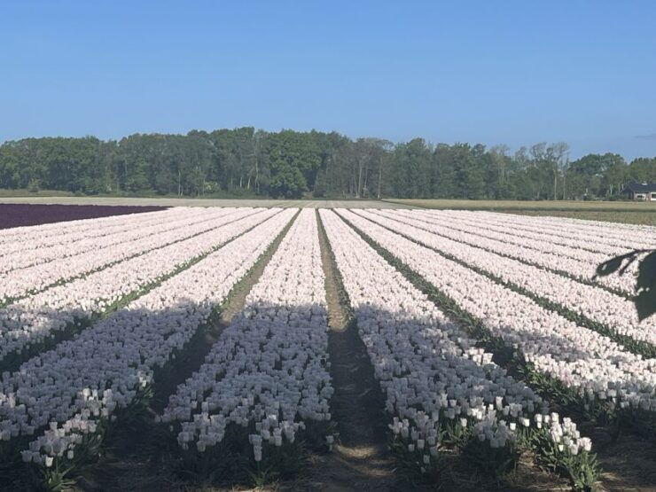 From Lisse: Flower Bike Tour Along Keukenhof and De Tulperij - Experience Highlights