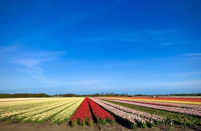 From Lisse: Flower Bike Tour Along Keukenhof and De Tulperij - Full Description