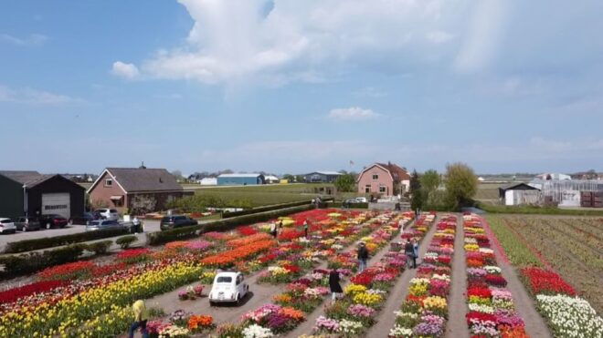 From Lisse: Flower Bike Tour Along Keukenhof and De Tulperij - Important Information