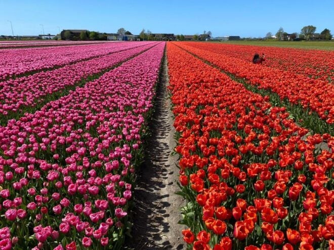 From Lisse: Flower Bike Tour Along Keukenhof Small Group - Full Description