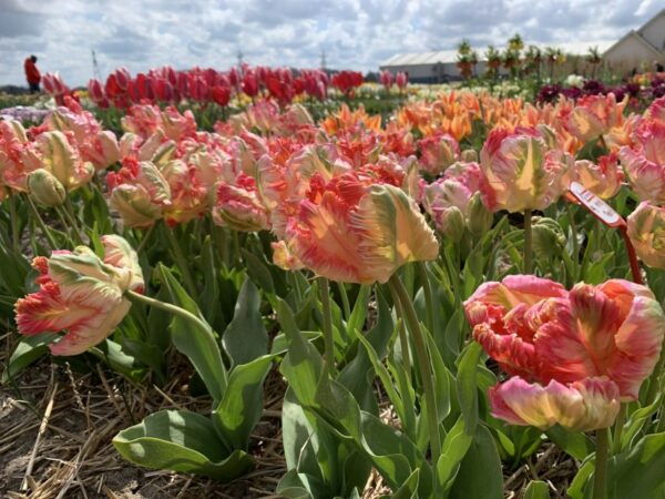 From Lisse: Flower Bike Tour Along Keukenhof Small Group - The Sum Up