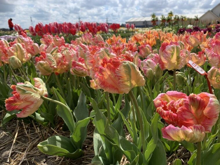 From Lisse: Keukenhof Flower Fields Bike Tour - Final Thoughts: Who Will Love This Tour?