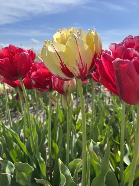 From Lisse: Landrover Tour Around Keukenhof & Flower Fields - Good To Know